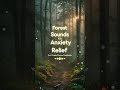 Forest Sounds For Anxiety Relief Your Guided Nature Meditation mp3