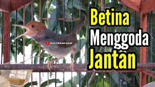 PRENJAK BETINA Gacor Istimewa Suara jernih menggoda PRENJAK JANTAN Cocok dan ampuh buat MASTERAN.