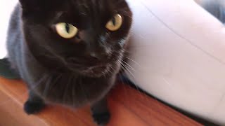 ラーメン屋さんに行くのを阻止する黒猫
