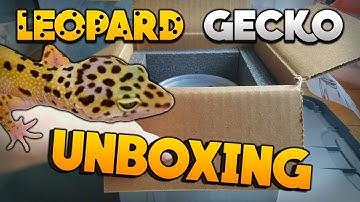 Unboxing My New Leopard Geckos From BHB Reptiles!