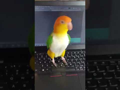 Bird jumping on laptop keyboard