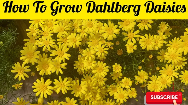 Easy Way To Grow Dahlberg Daisies|| Complete Proce...
