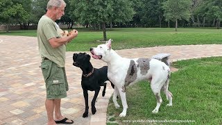 Happy Great Danes Enjoy a Surprise Chicken Picnic