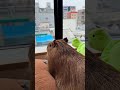 She’s serving main character energy. 🎥🤎 #capybara #capybaracafe #animalcafe #tokyo #水豚