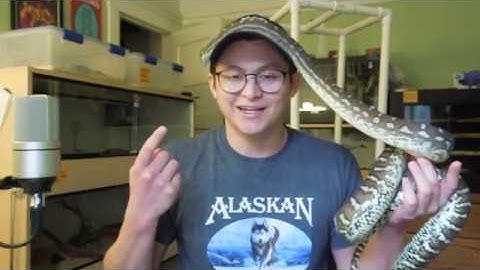 Bredls/Centralian Pythons! (Everything You