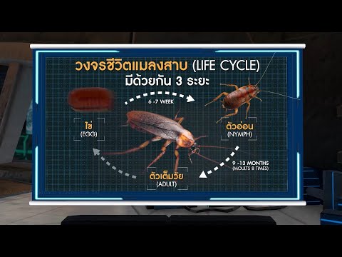 วีดีโอ: GET จากแมลงสาบ: GET Total และวิธีอื่น ๆ ในการต่อต้านแมลงสาบคำแนะนำสำหรับการใช้พิษบทวิจารณ์