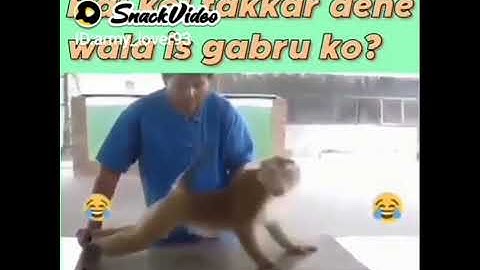 monkey Indian army lover