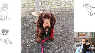 Field Spaniel. Pros and Cons, Price, How to choose, Facts, Care, History