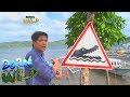 Born to be Wild: The crocodiles of Balabac, Palawan