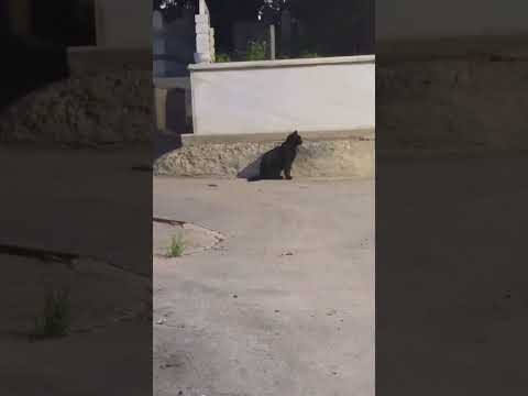 گربه سیاه در قبرستان