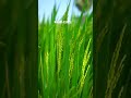 அடிக்கிற காத்த கேளு...