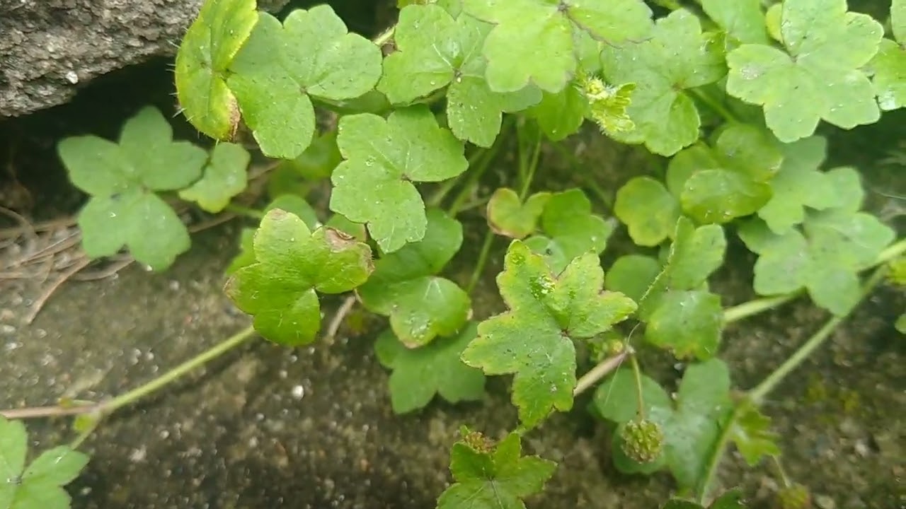 Hoary-Bowlesia/(Bowlesia incana) Ruiz & Pav.[Ler Descrição]