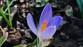 Spring is here 😌🌷✨ #spring #flowers #naturelovers