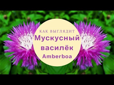 Video: Amberboa