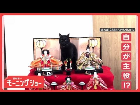 ひな祭り「ひニャ壇にのぼるニャン」　最上段ですまし顔　なぜポーズ決める？【羽鳥慎一モーニングショー】(2026年3月4日)