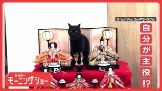 ひな祭り「ひニャ壇にのぼるニャン」 最上段ですまし顔 なぜポーズ決める？