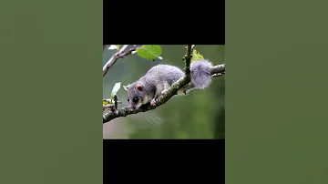Лесная соня