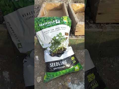 🍅 розсада помідорів