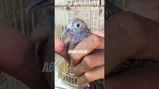 Perkutut rondosemoyo paruh hitam