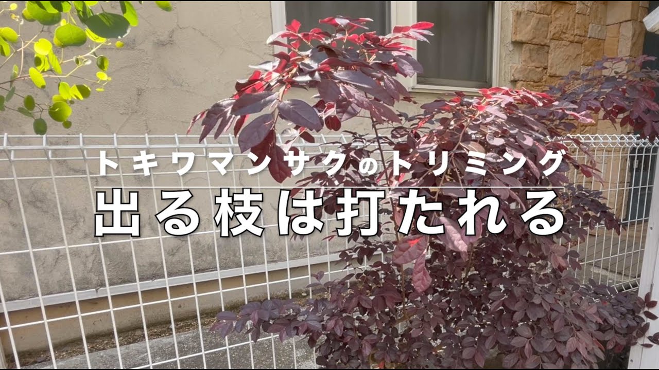 ガーデニング】トキワマンサクの剪定 - YouTube