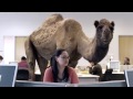 GEICO Hump Day Camel Commercial Happier than a Camel on Wednesday