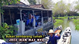 Bakal viral rumah ini.. Mancing Ikan mas liar berkeliaran di sekitar rumah