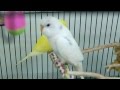 Grooming my handicapped budgies  one legged budgie and misaligned beak