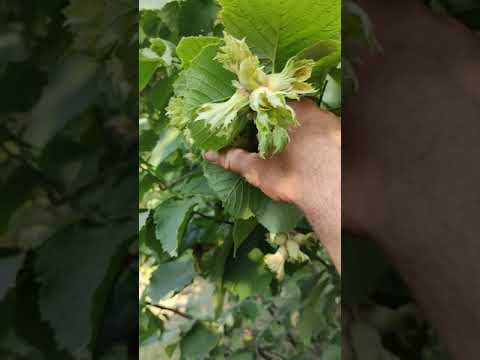 Фундук. Сорт Долинський,