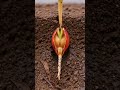 Magnolia in Italy | 30s Scientific Time-Lapse of Growth and Bloom