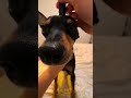 Chihuahua Eating While Getting Scratched = UWU #puppy #chihuahuafanclub #asmr