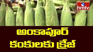 Ankapur Corn Sellers | Ankapur Corn Sales and Marketin | hmtv