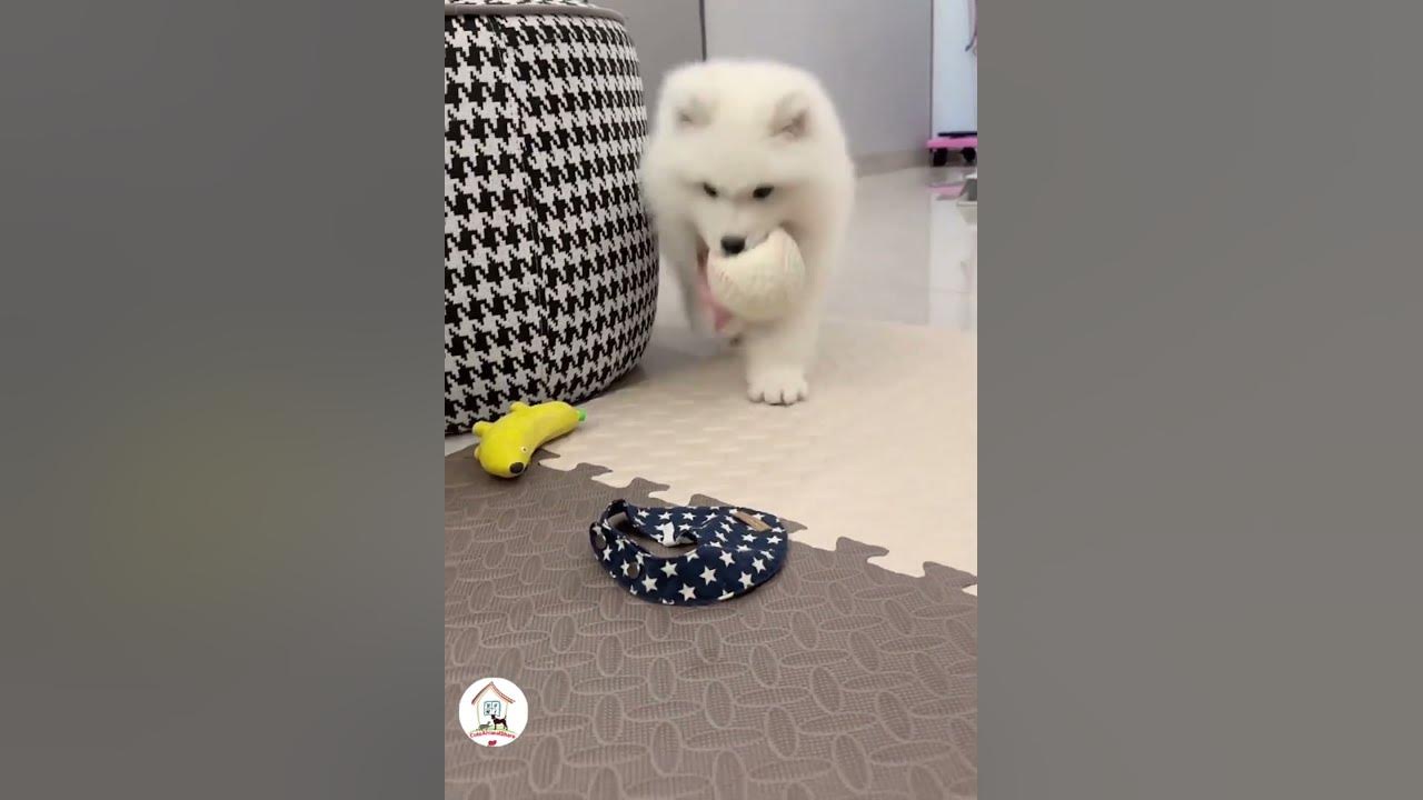 awww-what-a-snow-white-fur-puppy-cute-puppy-dog-shorts-eps995