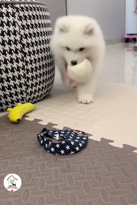 Awww What A Snow white Fur puppy Cute Puppy Dog Shorts EPS995 awww-what-a-snow-white-fur-puppy-cute-puppy-dog-shorts-eps995
