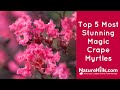 Top 5 Most Stunning First Editions® Magic™ Crape Myrtles | NatureHills.com