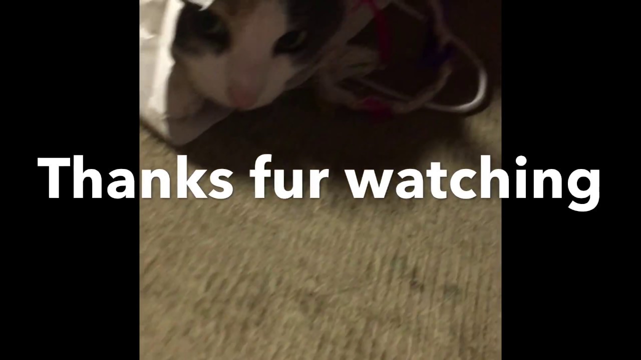 Paper bag cat fishing