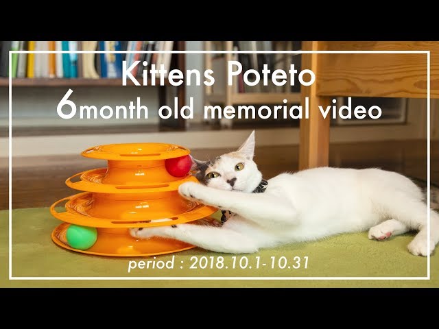 子猫のぽてと生後6ヶ月記念動画【高画質】