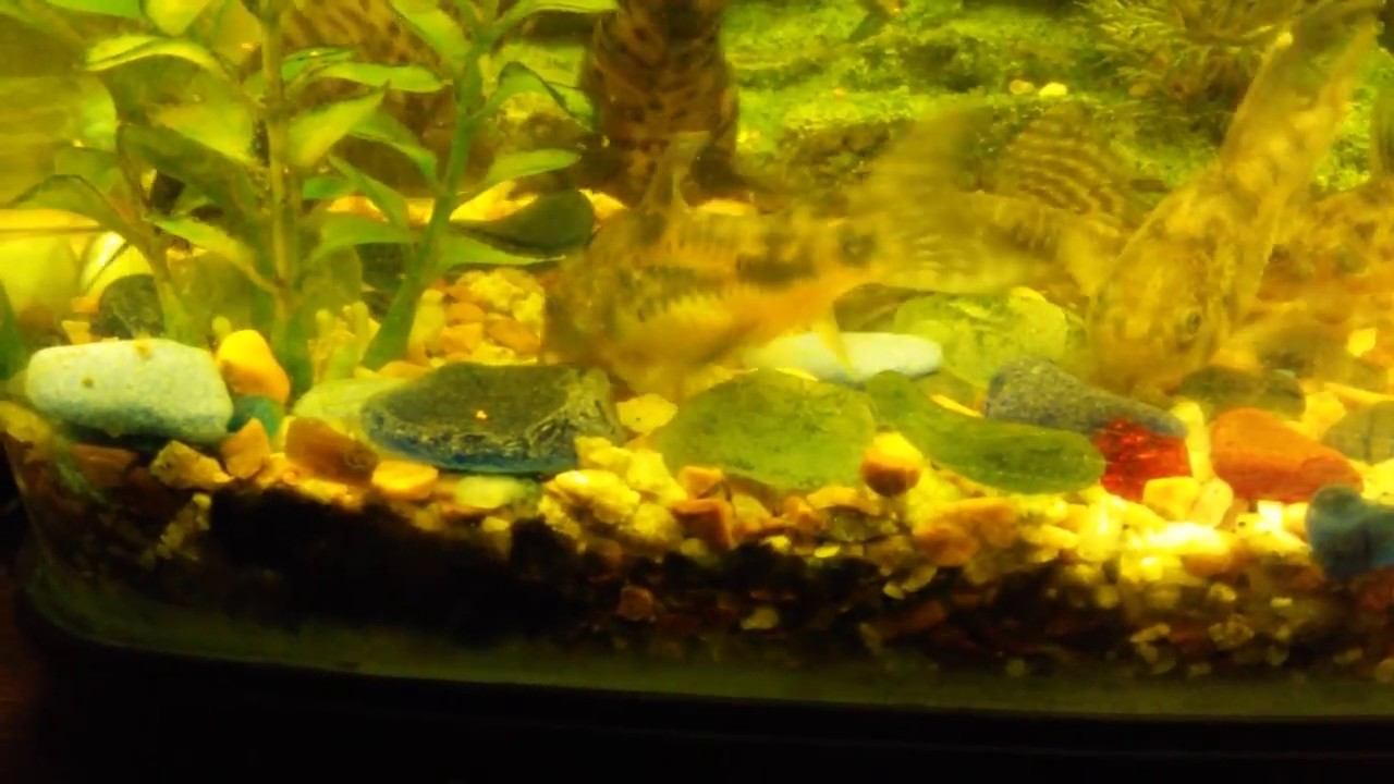 Сомик таракатум и коридорасы - YouTube