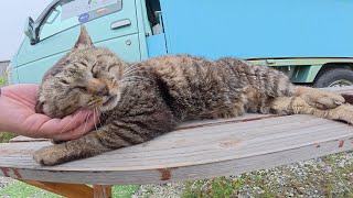 キッチンカーの前で店番をサボってお昼寝する猫達