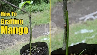 How To Graft A Mango Tree With Result 100% Work