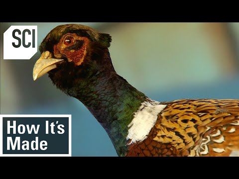 Video: How To Breed A Pheasant