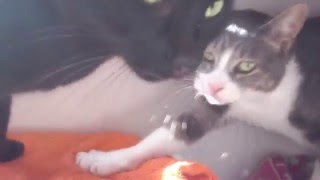 Imiko, chat très craintif mais très gentil, Aidofélins Maisons-Laffitte (78)