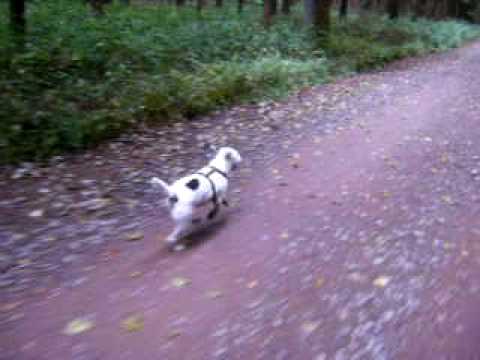 Willi, der kleine flinke Parson Russel Terrier im Galopp.