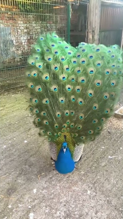 peacock sound noises #peacockvideo#peacocksound