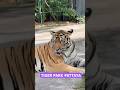 🐅 Face to Face with a Real Tiger in Pattaya! 😱 | Most Dangerous Selfie Ever?!