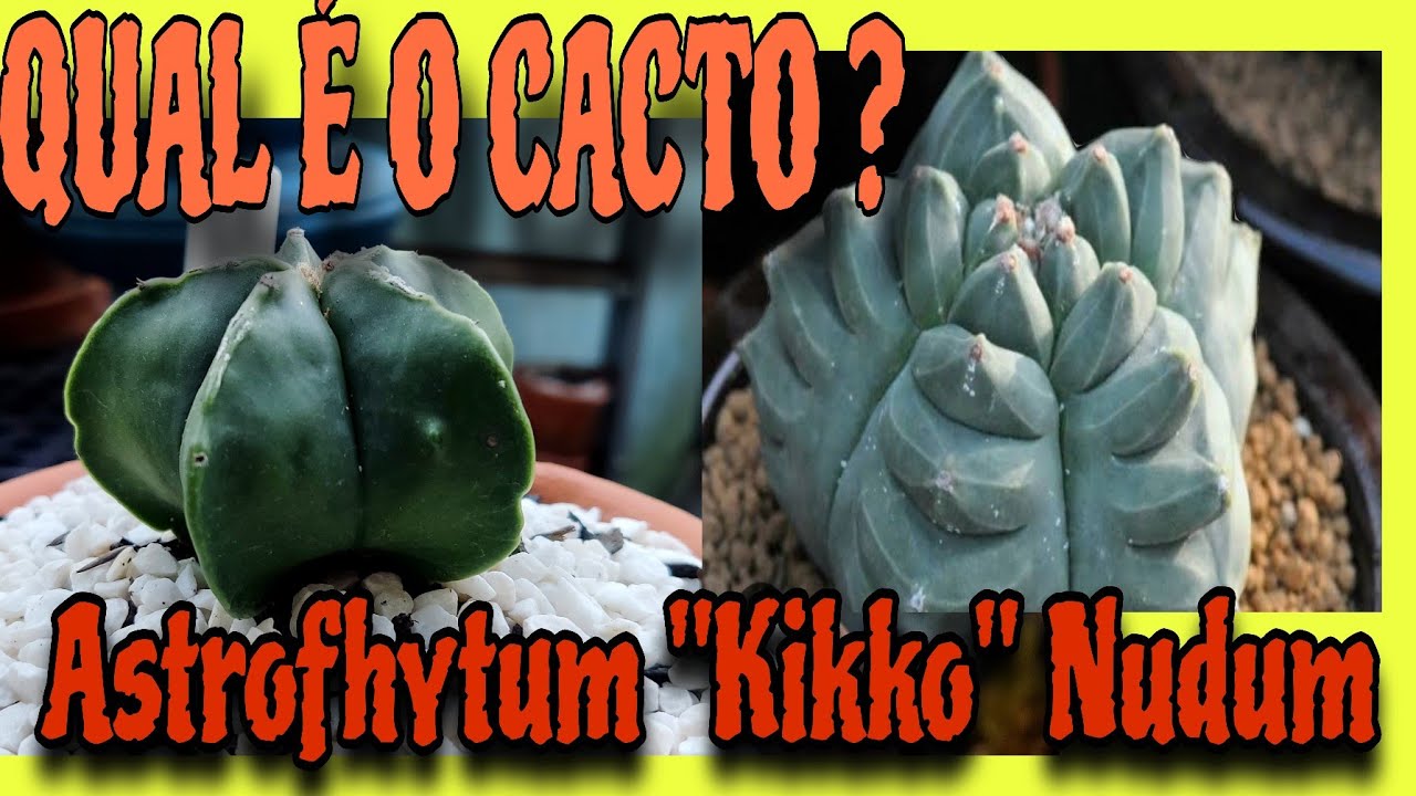 Astrofhytum 