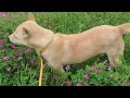 レンゲの花を食べる柴犬