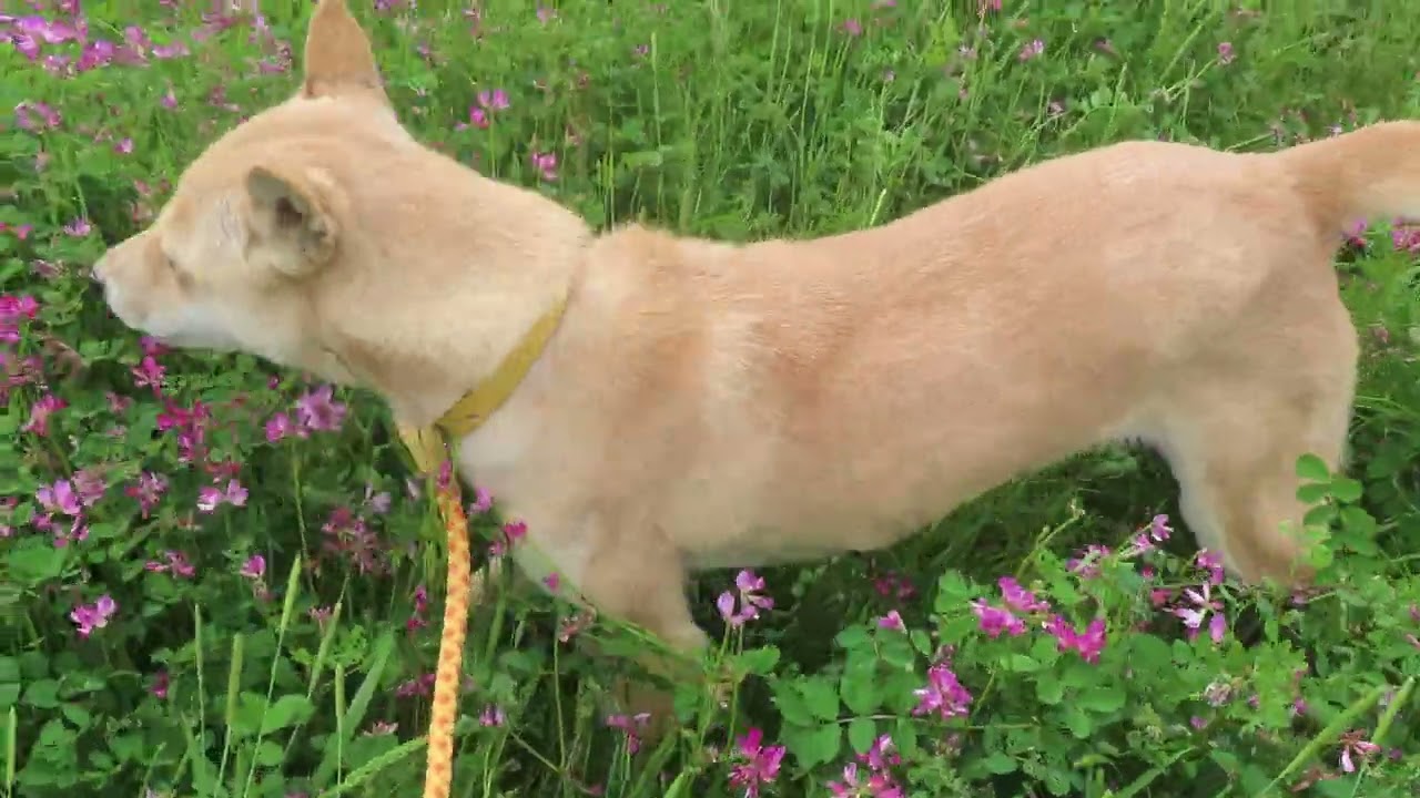 レンゲの花を食べる柴犬