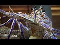 The Update on The Pet Spiny Lobster - YouTube