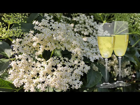 Holunderblütensekt mit Birkenzucker 🥂