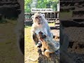 short viral Monkey video #monkey #monkeylife #animals #funnymonkey #babymonkey #new #eyecatchy